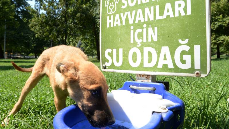 "Bakımevine alınan hayvanlardan saldırgan olan, bulaşıcı veya tedavi edilemeyen hastalığı bulunan ya da sahiplenilmesi yasak olan hayvanlara yerel yönetimlerce ötanazi yapılır. Sahipsiz hayvan popülasyonunun; kamu güvenliği bakımından tehlike oluşturmasına veya hayvandan hayvana ya da hayvandan insana bulaşan hastalıkların görülmesine, su kaynaklarının, yaban hayatının ve biyolojik çeşitliliğin zarara uğramasına sebebiyet vermesi halinde ilgili yerel yönetim tarafından sahipsiz hayvanlara ötanazi yapılabilir.”