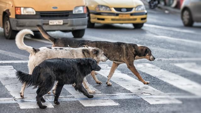 Bakımını ihlal eden, zarar veren kişilerden hayvanları alınarak "sahiplendirme niteliği olanlar sahiplendirilinceye kadar hayvan bakımevinde" barındırılacak.