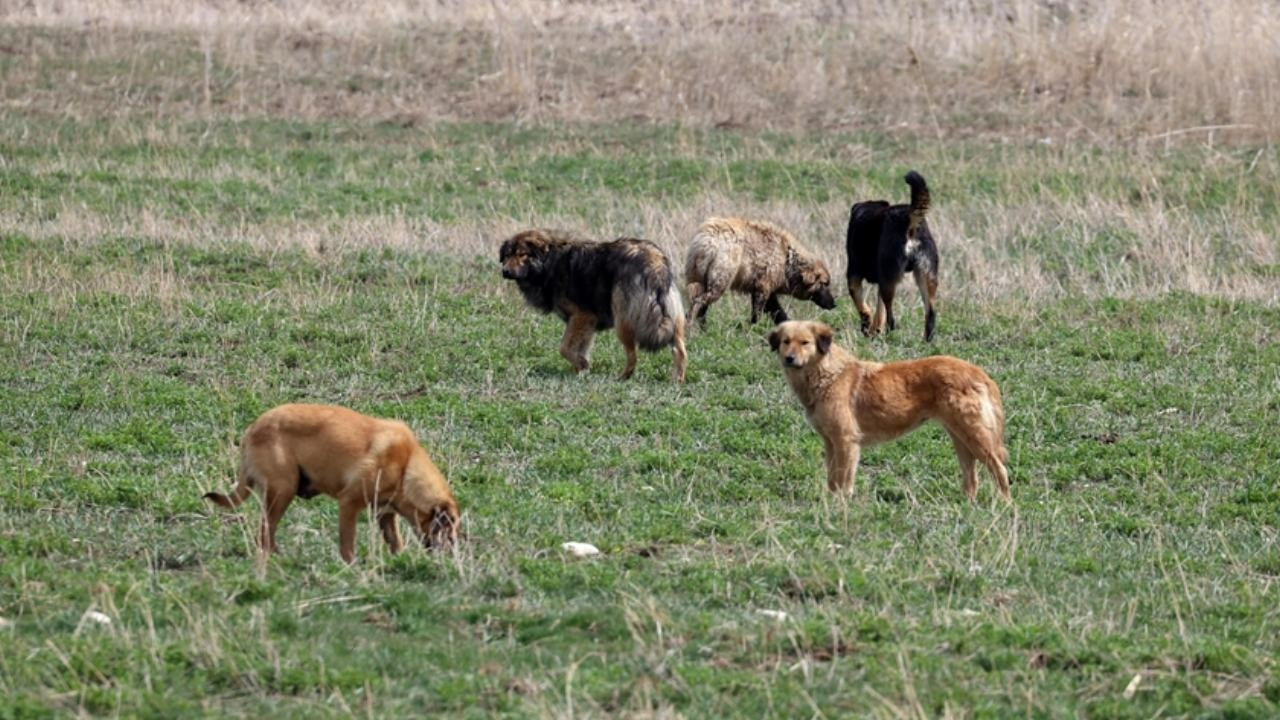 Yerel yönetimler, adına toplanan sahipsiz hayvanları, bakımevi dışında bir yere terk eden veya bakımevinde barındırılan hayvanı bakımevi dışında bir yere bırakanlara ise hayvan başına 50 bin lira idari para cezası verilecek.
