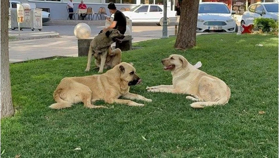 Dijital kimlik - Kedi ve köpek sahipleri, hayvanlarını en geç 31 Aralık 2025 tarihine kadar "dijital kimliklendirme yöntemleriyle" kayıt altına aldırma zorunluluğu getirildi.