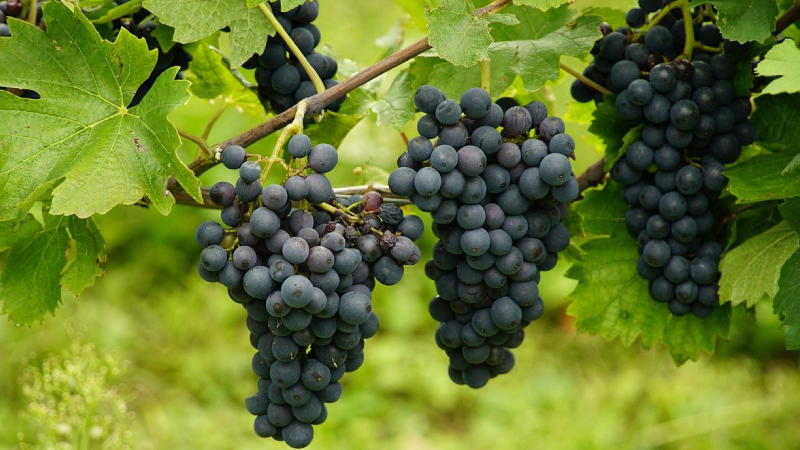 8. RESVERATROL: "En çok siyah üzümün kabuğu ve çekirdeğinde bulunan bu değerli antioksidan aslında üzümün yaprağında da mevcut. Diğer taraftan yer fıstığı, fındık ve bademin dışını kaplayan kırmızı/koyu kahverengi ince tabaka da resveratrolden zengin. Resveratrol uzun yaşam genleri olarak da biline “sirtüin”leri aktive ederek etkisini gösteren muazzam bir uzun ömür iksiri. Unutmayın, üzüm siyah ve çekirdekli olacak, kuru veya taze olması fark etmiyor."