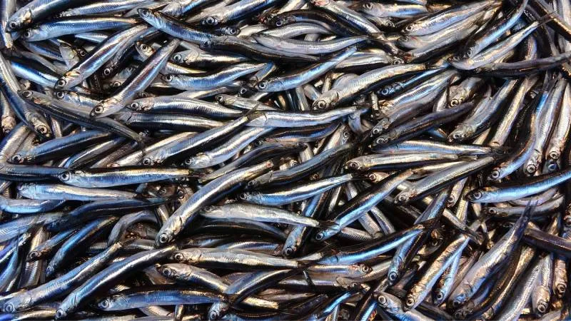 <p>&ldquo;Balık: Mevsiminde ızgara veya fırında pişmiş balıklar, beyin işlevlerinde rol oynayan omega-3 yağ asitleri ile bağışıklığı da destekliyor. Yeterli ve dengeli beslenme kapsamında haftada 2 kere t&uuml;ketilmedir.</p>