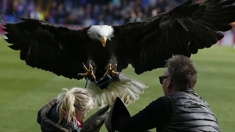 PETA'dan Crystal Palace'a Phoenix çağrısı: Canlı bir hayvanı maskot olarak kullanmayın